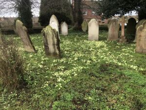 Churchyard primroses
