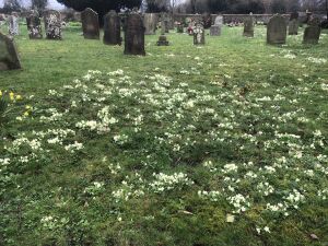 More churchyard primroses
